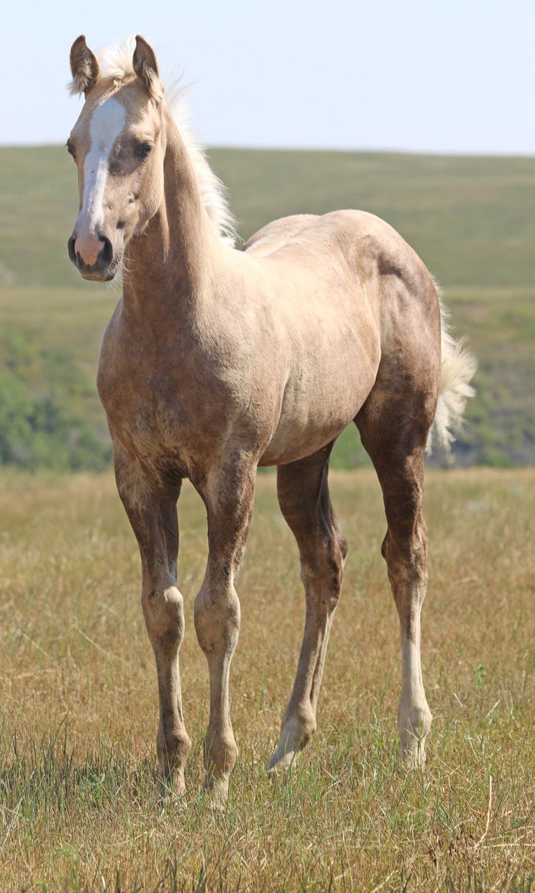 024 - Flit Drift colt
